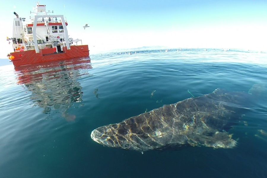 Greenland shark