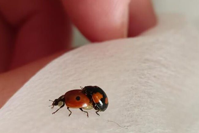 Ladybugs. Photo: PLEN
