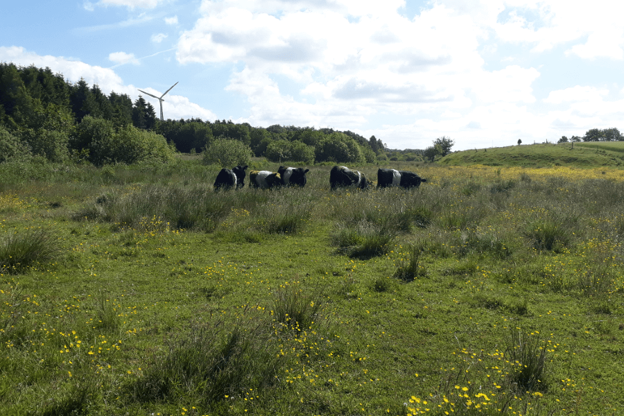 Grazing animals on a wetland from the study