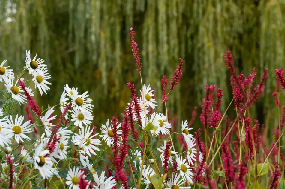 Blomster