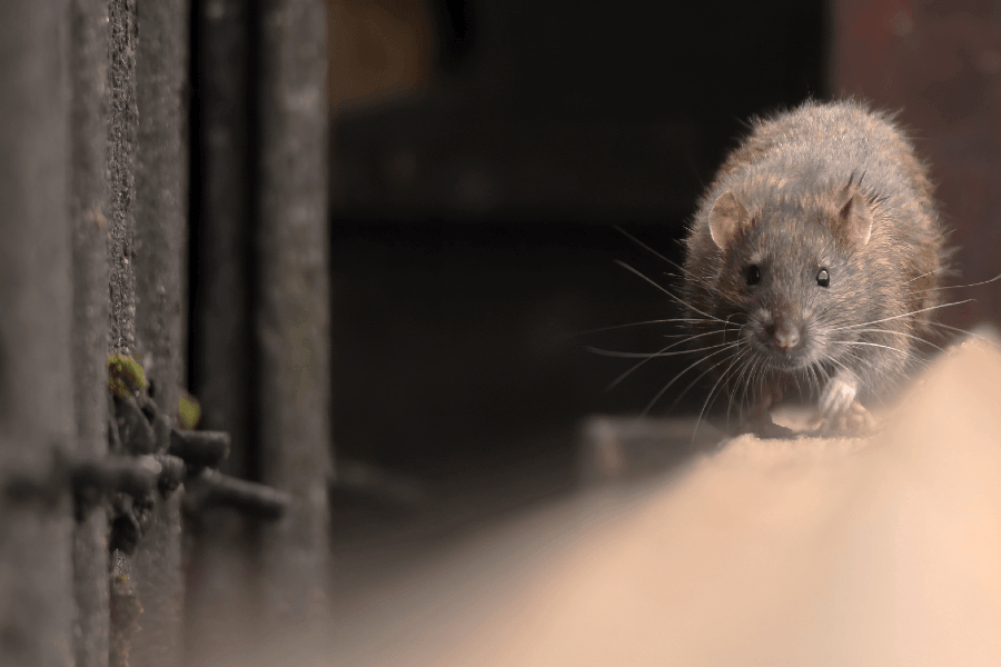 rAT