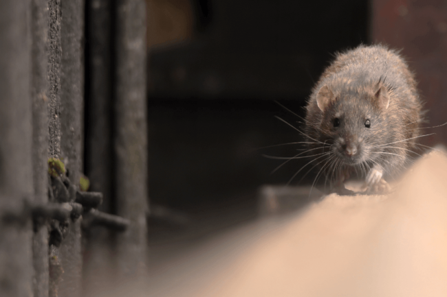rAT