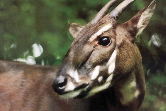 Picture of saola