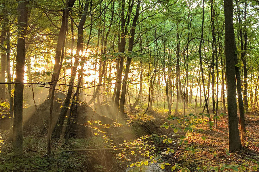 Spring forest