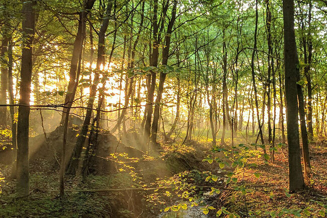 Spring forest