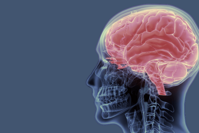 Illustration of brain in skull