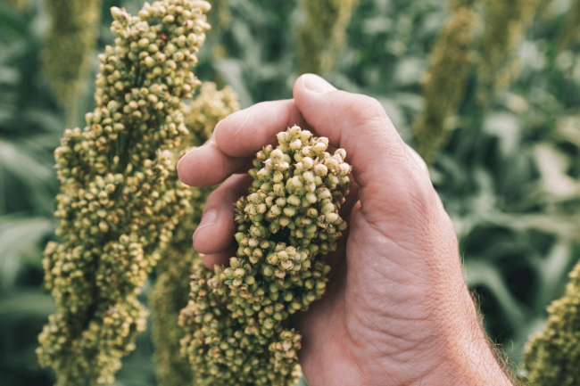A hand holding af sorghum plant