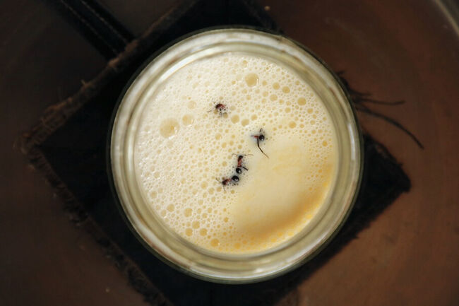 Ants in a jar of milk