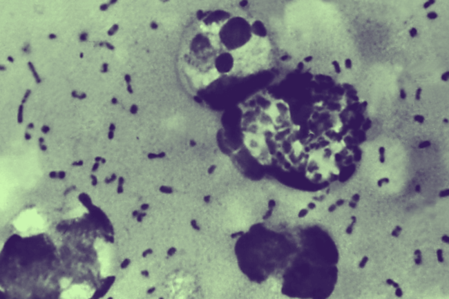 Illustration of plague bacteria