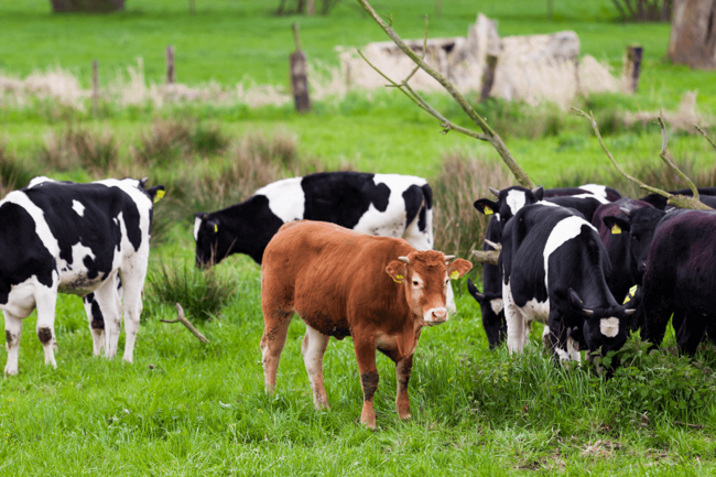 Cows on grass