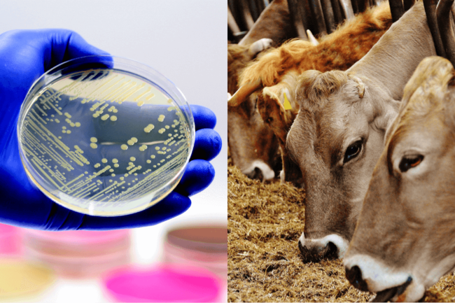 Illustration of staphylococcus bacteria on a petri dish and cows in a barn