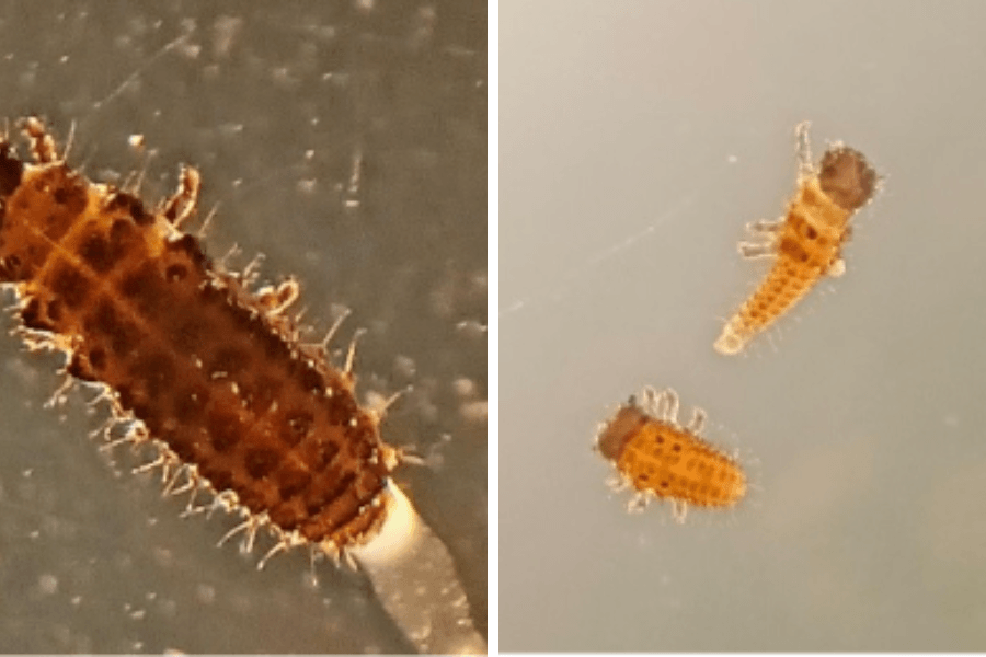 Phaedon instar larvae