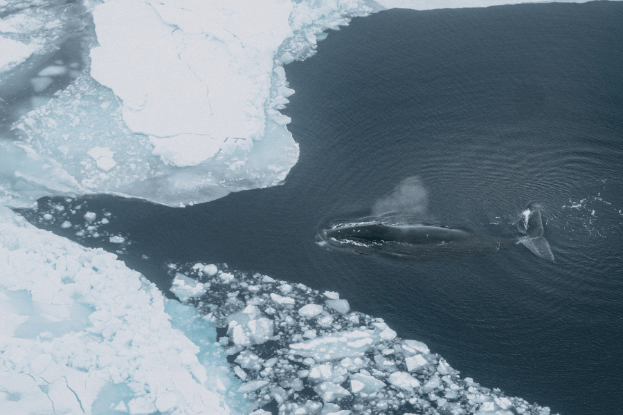 Image of a bowhead whale