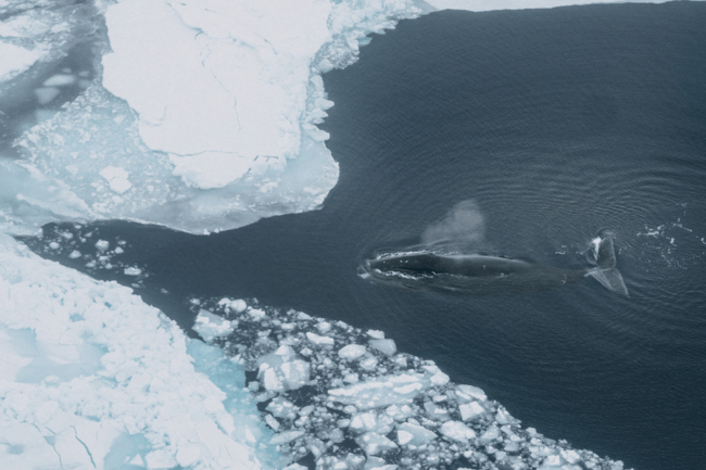 Image of a bowhead whale