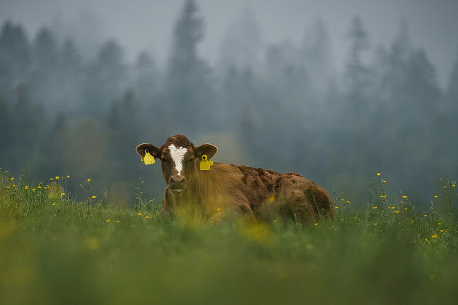 Ko på mark. Foto: Hansjörg Rath, Unsplash