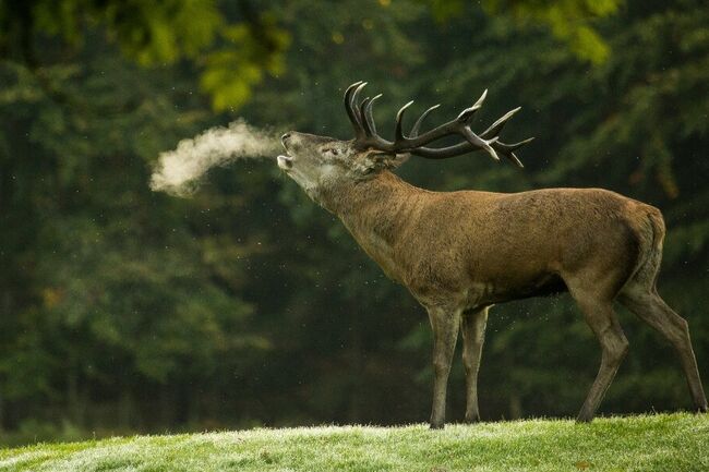 Red deer