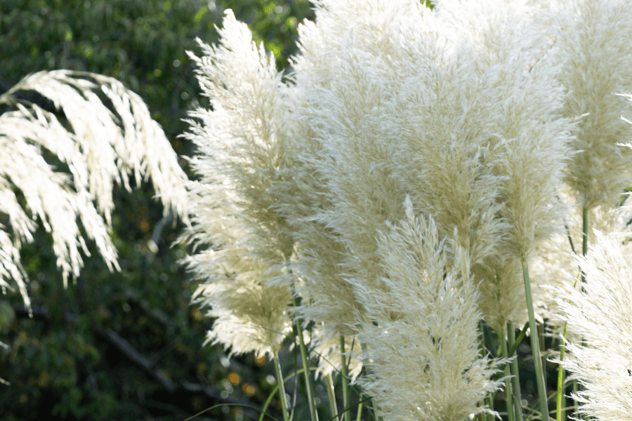 Pampas græs