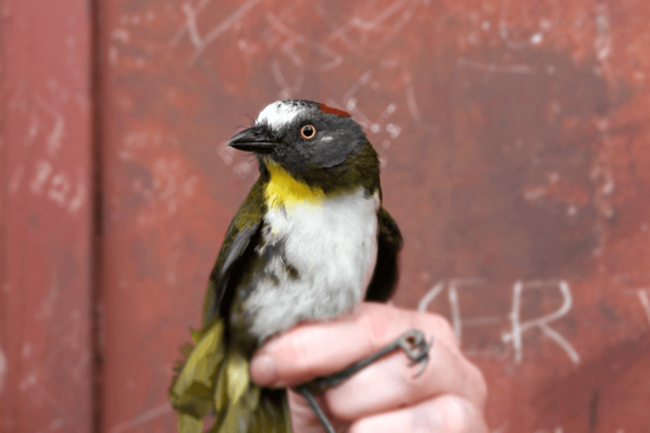 One of the poisonous birds discovered