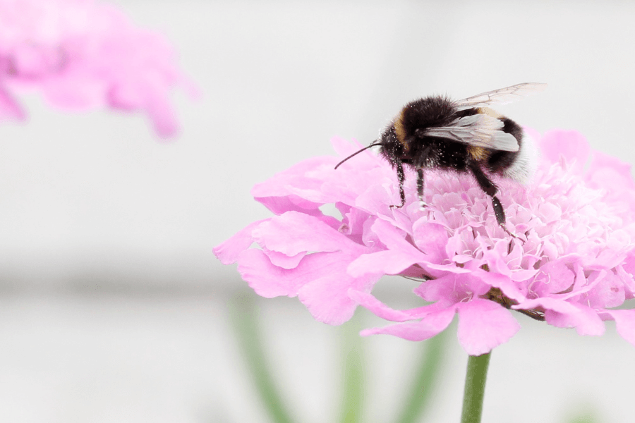 En brumbasse på en blomst.