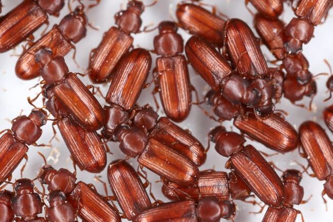 Red flour beetles