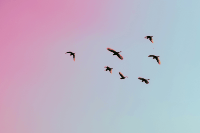 Birds in flight
