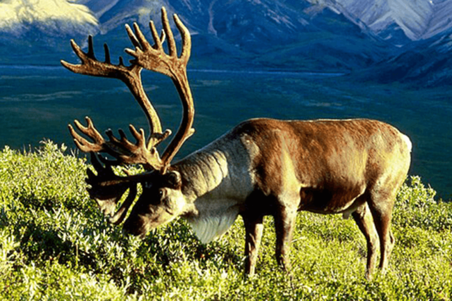 Reindeer eating in Alaska
