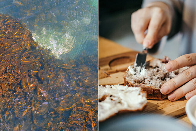Two images of seaweed on the surface of the sea and cream cheese being spread on a piece of bread.