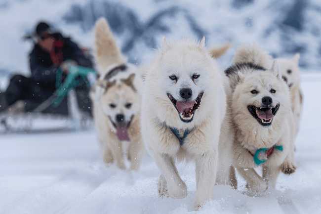 Sled dogs pulling a sled in Greenland