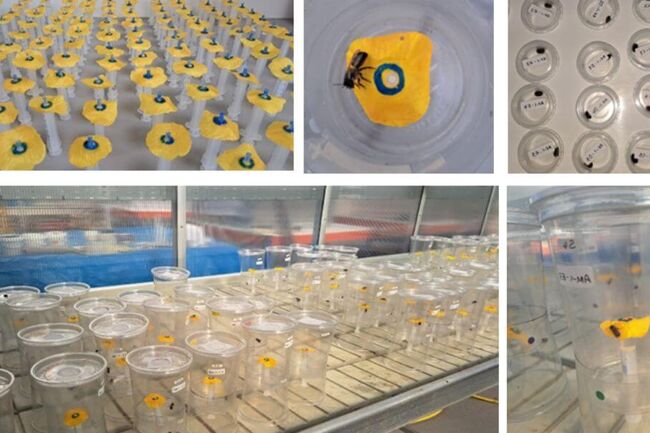 Figure 1: Pictures showing the beesocosms used for the mason bee bioassays. The picture in the top right shows the Osmia cocoons before emergence. We buy them from a “grower”, and they will only hatch in the spring.