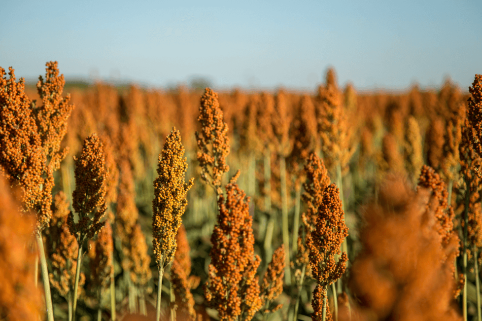 [Translate to English:] En masse sorghum