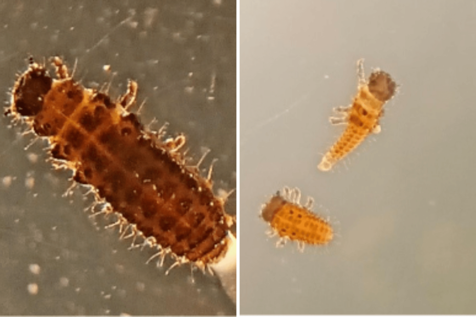 Phaedon instar larvae. Photo: Nora Iziki