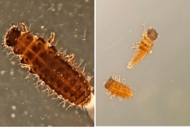 Phaedon instar larvae. Photo: Nora Iziki
